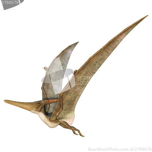 Image of Pteranodon