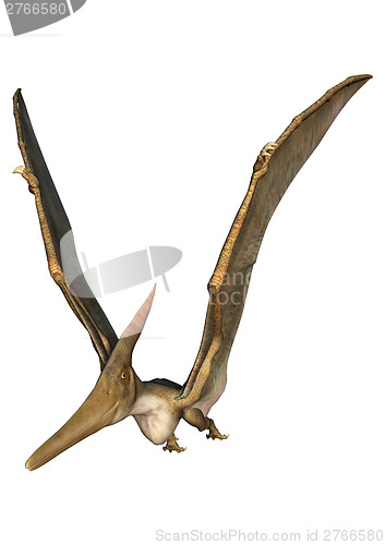 Image of Pteranodon