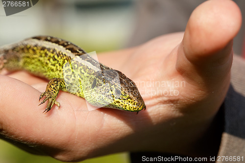 Image of small lizard Lacerta agilis in hand
