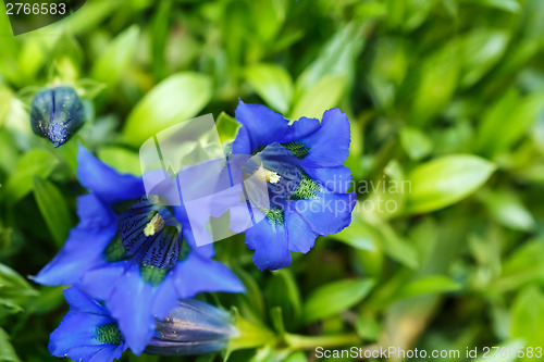 Image of Trumpet gentiana blue spring flower in garden