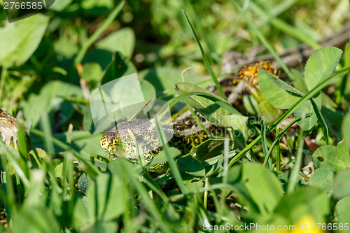 Image of small lizard Lacerta agilis