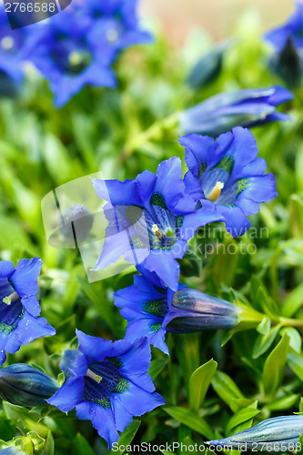 Image of Trumpet gentiana blue spring flower in garden