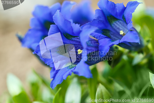 Image of Trumpet gentiana blue spring flower in garden