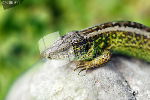 Image of small lizard Lacerta agilis