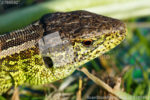 Image of small lizard Lacerta agilis