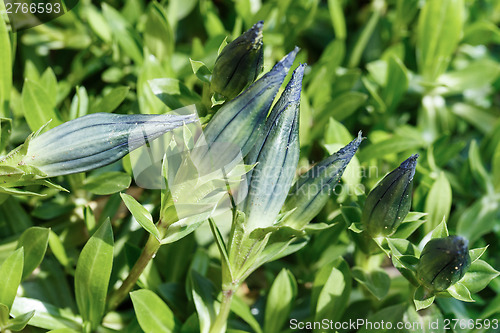 Image of bud of blue Gentiana in garden