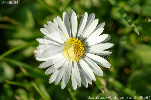 Image of small daisy flower