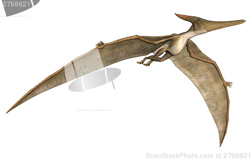 Image of Pteranodon