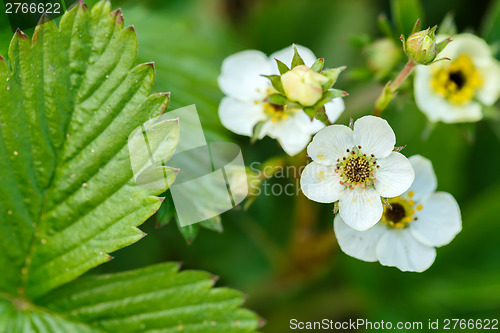 Image of Woodland strawberry flowering