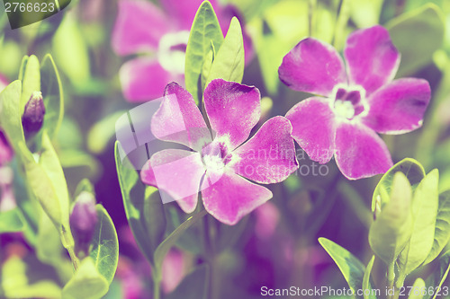 Image of violet flowers background or backdrop