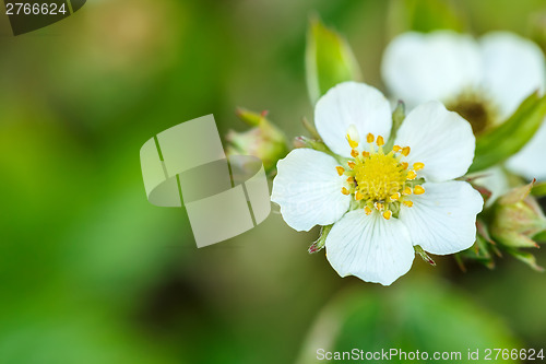 Image of Woodland strawberry flowering