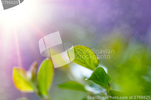 Image of Green spring background