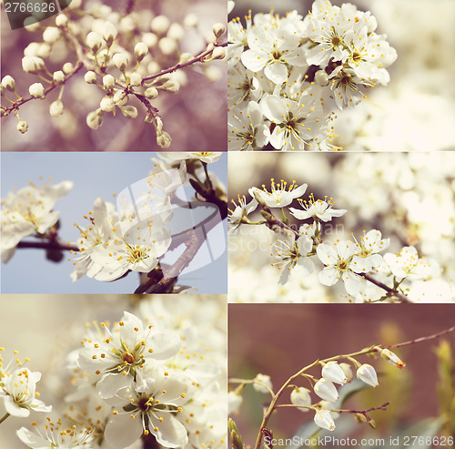 Image of Blossoming tree in spring  - vintage set