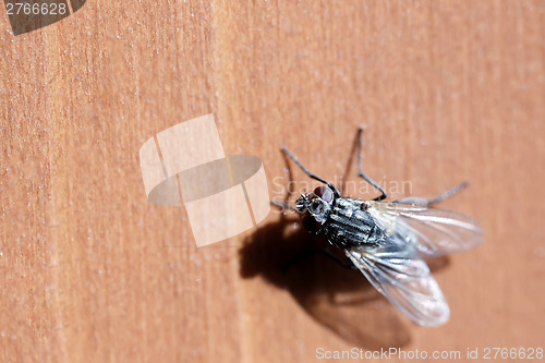 Image of House fly sits on wooden desk