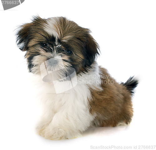 Image of puppy shitzu
