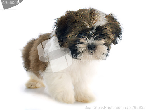 Image of puppy shitzu