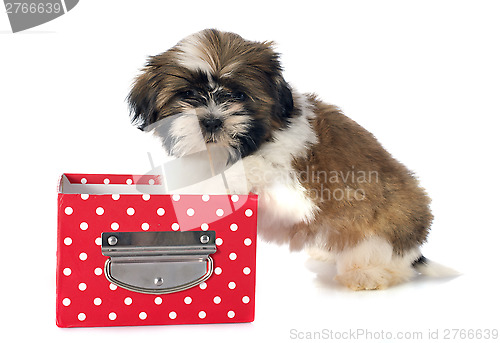 Image of puppy shitzu