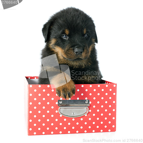 Image of puppy rottweiler