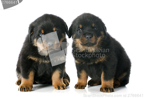 Image of puppies rottweiler