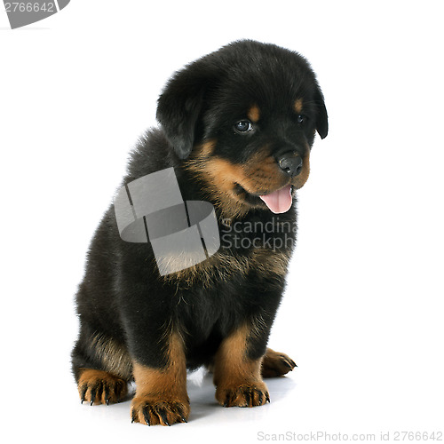 Image of puppy rottweiler