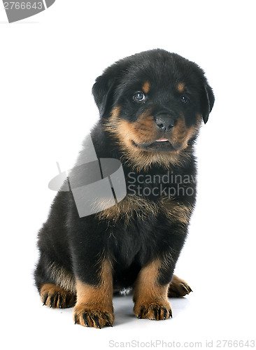 Image of puppy rottweiler