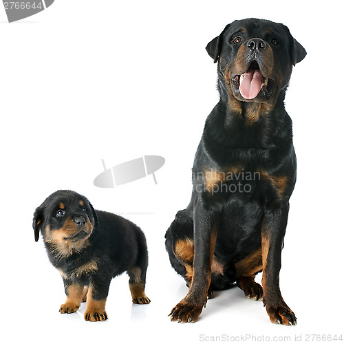 Image of puppy and adult rottweiler