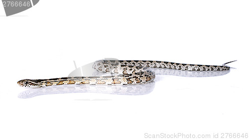 Image of European ratsnake