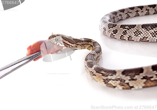 Image of eating European ratsnake