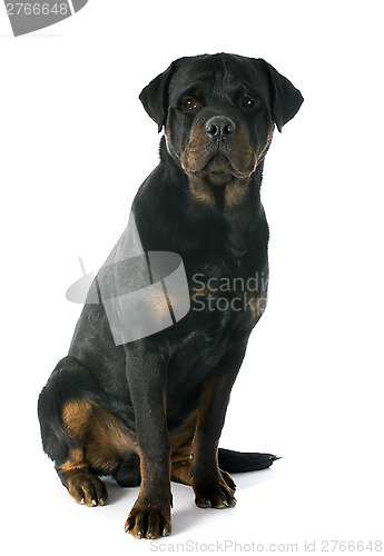 Image of young rottweiler