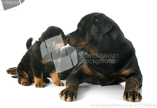 Image of puppy and adult rottweiler