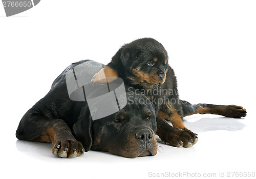 Image of puppy and adult rottweiler