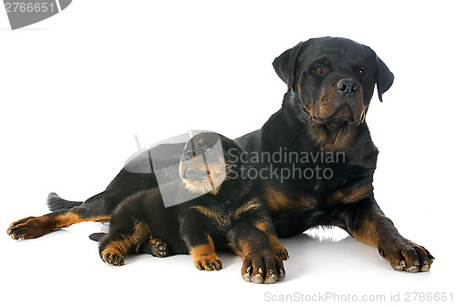 Image of puppy and adult rottweiler