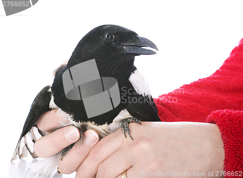 Image of Eurasian Magpie in hand