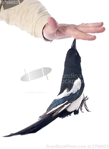 Image of Eurasian Magpie