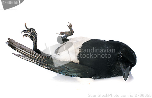 Image of Eurasian Magpie