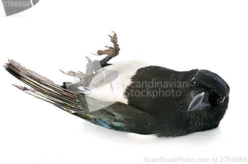 Image of Eurasian Magpie