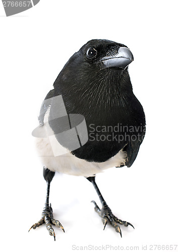Image of Eurasian Magpie