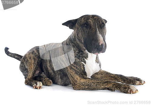 Image of bull terrier