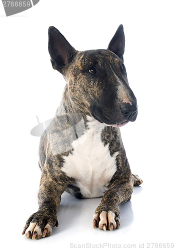 Image of bull terrier