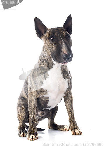 Image of bull terrier