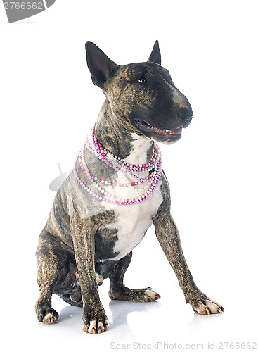 Image of bull terrier