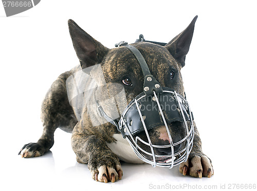 Image of bull terrier and muzzle