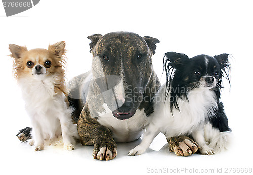 Image of bull terrier and chihuahuas
