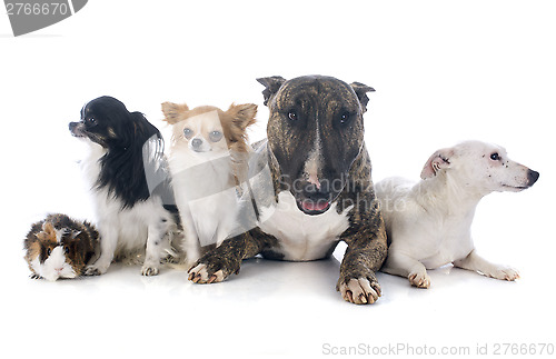 Image of dogs and guinea pig