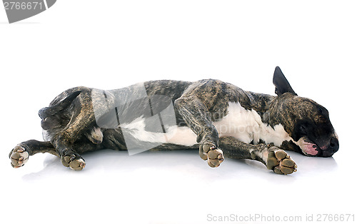 Image of sleeping bull terrier