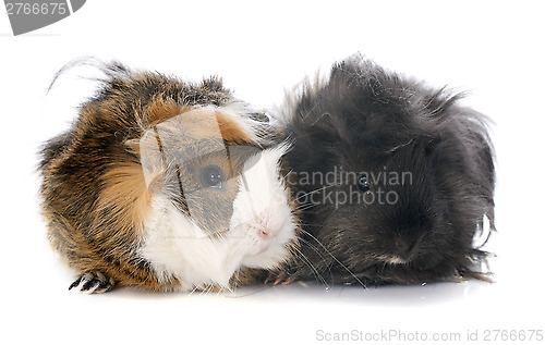 Image of guineal pigs