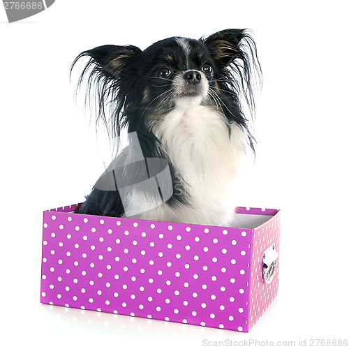 Image of chihuahua in box
