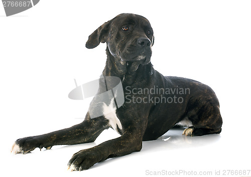 Image of italian mastiff