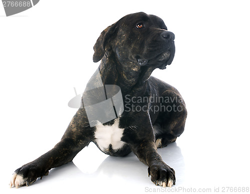 Image of italian mastiff