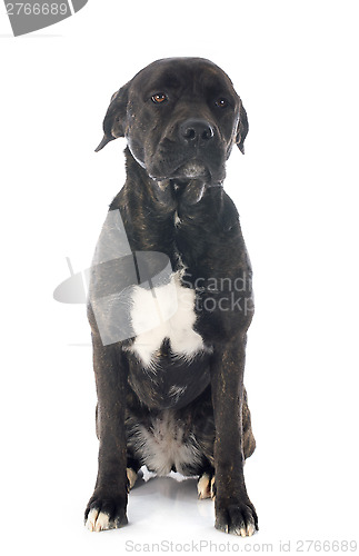 Image of italian mastiff